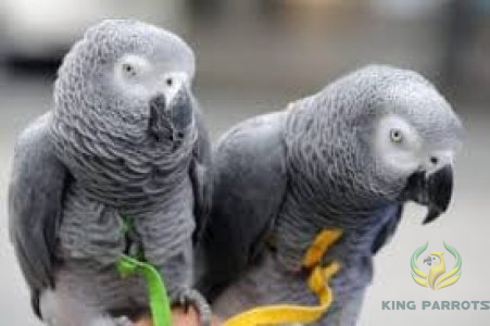 African Grey-Casco ( Pair )