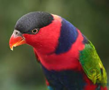 Black cap Lori( BABY )