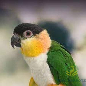 Black headed bellied caique ( BABY )