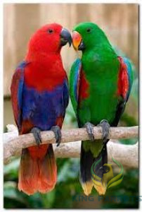 Eclictous fouz mairi (PAIR)