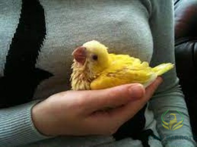 Quaker Lutino ( Baby )